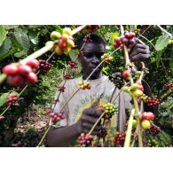 Кава в зернах 100% Арабіки Ethiopia EFFRO