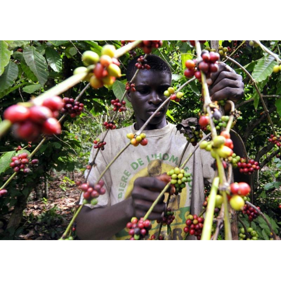 Кава в зернах 100% Арабіки Ethiopia EFFRO