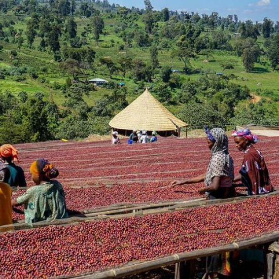 Кава в зернах 100% Арабіки Ethiopia EFFRO