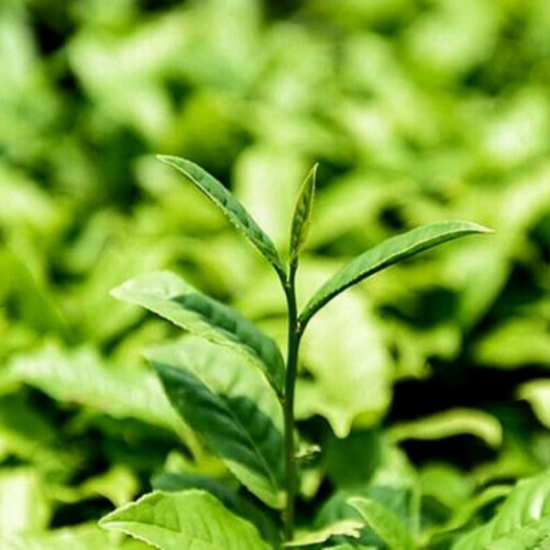 Китайский зеленый чай Спираль Maroya Jade Spiral Китайский зеленый чай Спираль Maroya Jade Spiral