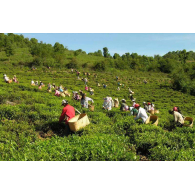 Китайський чай улун Дундін Dongding Oolong MAROYA TEA 