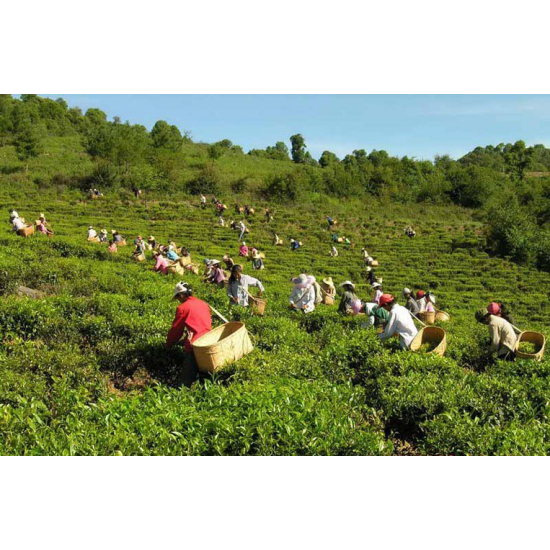 Китайський чай улун Дундін Dongding Oolong MAROYA TEA Китайський чай улун Дундін Dongding Oolong MAROYA TEA