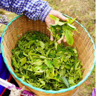 Китайський чай улун Дундін Dongding Oolong MAROYA TEA 