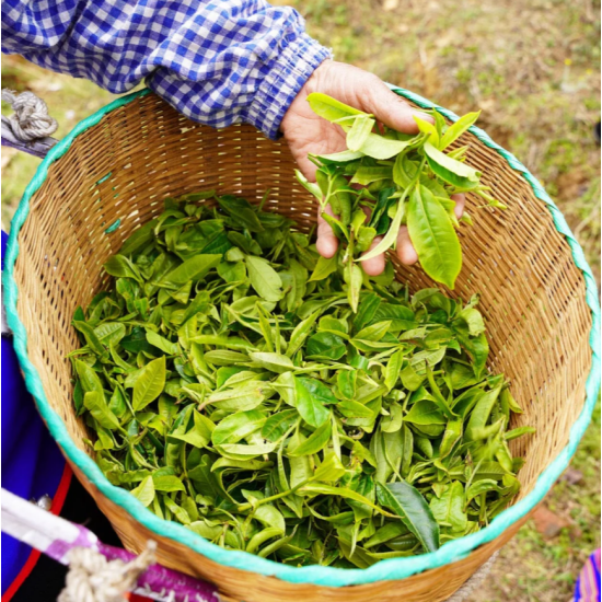 Китайський чай улун Дундін Dongding Oolong MAROYA TEA Китайський чай улун Дундін Dongding Oolong MAROYA TEA