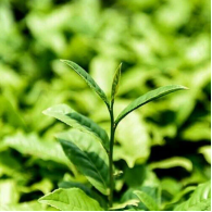 Китайський чай улун Дундін Dongding Oolong MAROYA TEA 