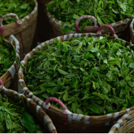 Китайський чай улун Дундін Dongding Oolong MAROYA TEA 