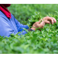 Китайський чай улун Дундін Dongding Oolong MAROYA TEA 