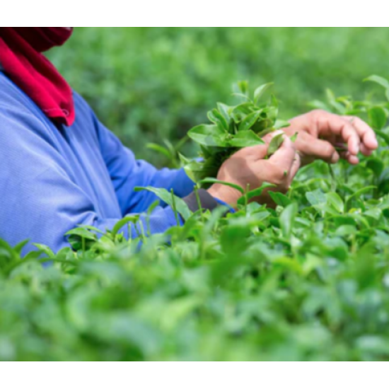 Китайський чай улун Дундін Dongding Oolong MAROYA TEA Китайський чай улун Дундін Dongding Oolong MAROYA TEA